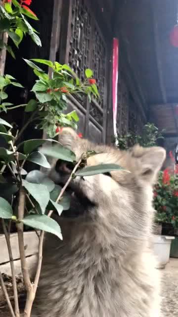 花狗吃豆瓜,一场奇妙的味蕾之旅