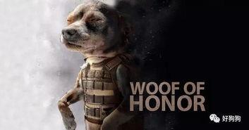 孤狼吃瓜群众,揭秘网络时代的独特现象