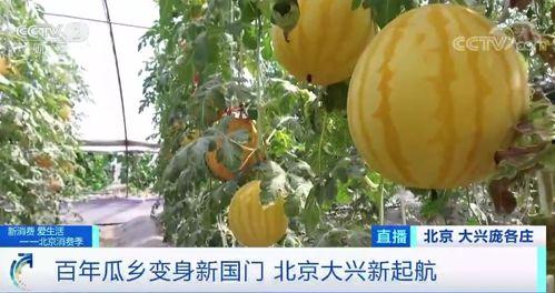 瓜哥带你吃瓜搞笑现场,欢乐无限