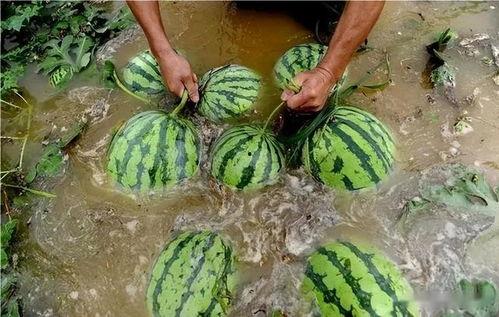 落九川吃瓜事件,揭秘娱乐圈背后的真相与争议