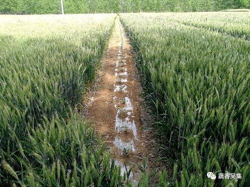 沭阳吴集吃瓜,瓜香四溢的夏日美食之旅