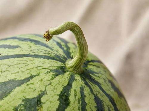 上海吵架吃瓜事件,一场网络热议的邻里纷争