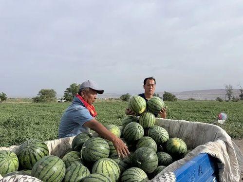 汾阳吃瓜现场,全民围观，热闹非凡的夏日街头盛事