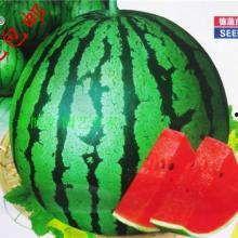 吃西瓜麒麟瓜视频,麒麟瓜美味大揭秘