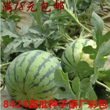 吃西瓜麒麟瓜视频,麒麟瓜美味大揭秘