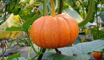 怀孕初期吃洋瓜,揭秘洋瓜的营养与益处