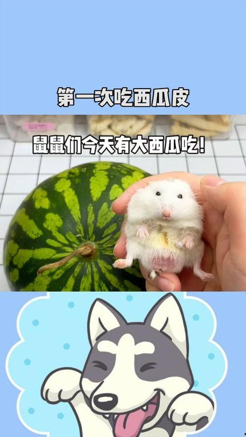 鼠可以吃瓜吗,瓜果能否成为它们的美食佳肴？