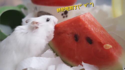 鼠可以吃瓜吗,瓜果能否成为它们的美食佳肴？