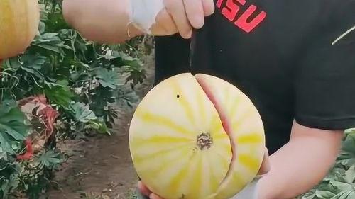 吃瓜视频下,揭秘吃瓜视频背后的热门话题与热议焦点