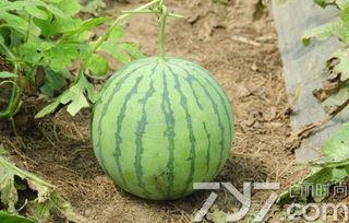 无聊出来买瓜吃,品味夏日清凉——无聊时光里的瓜果盛宴