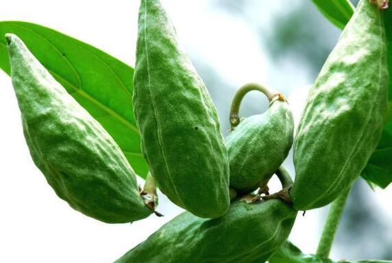 牛角瓜小孩可以吃吗,儿童食用指南与注意事项