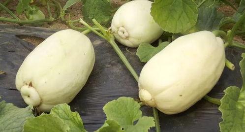 小信老吃瓜,揭秘娱乐圈那些不为人知的幕后故事