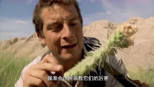 带你吃瓜贝爷,一起探索未知美食世界