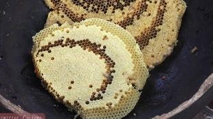 虫子部落吃瓜,一场别开生面的吃瓜盛宴