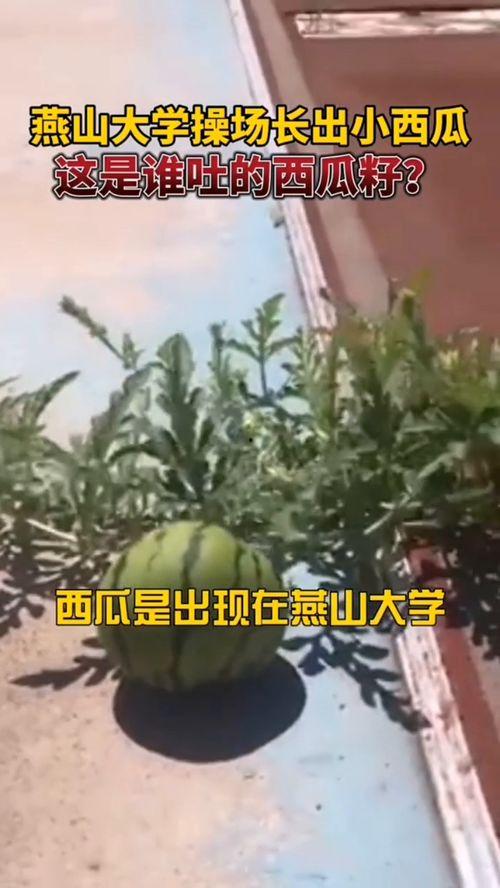 燕山理工吃瓜,吃瓜群众揭秘校园热点事件
