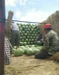 吃瓜苏州博主,揭秘网红博主吃瓜日常