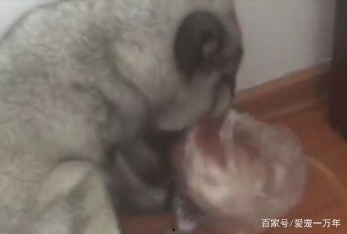 狐瓜怎么吃,探索美味与营养的完美结合