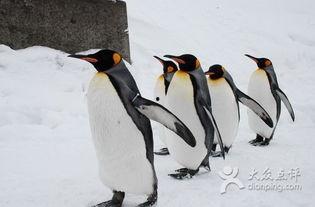 企鹅吃瓜图片,夏日清凉一“瓜”