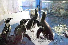 企鹅吃瓜图片,夏日清凉一“瓜”