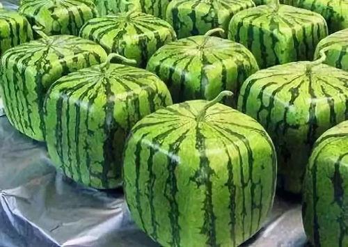 茨瓜多了怎么吃,解锁美味新境界