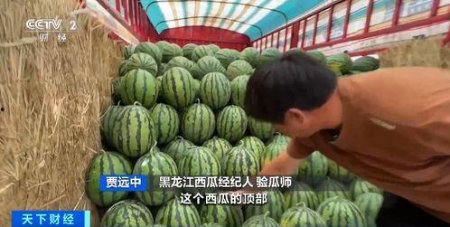 泰州大型吃瓜,一场舌尖上的狂欢