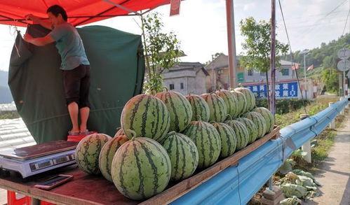 郑州新密吃瓜事件,一场网络热议背后的真相揭秘