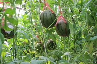 鲜丰水果吃瓜,夏日吃瓜新风尚