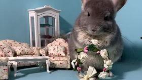 吃瓜宠物图片大全,趣味横生的吃瓜宠物图片大盘点