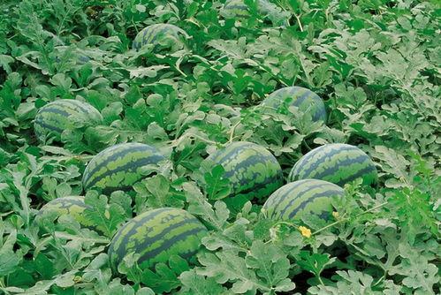 花叶吃瓜后续,揭秘神秘瓜果背后的秘密