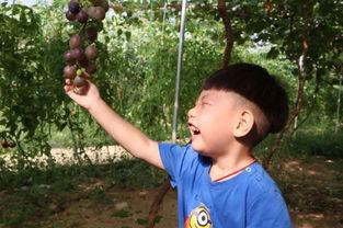 杨盈吃瓜,揭秘娱乐圈幕后故事