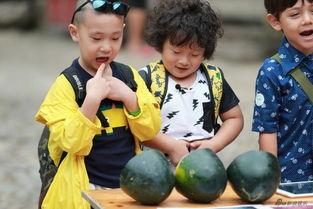 kpop吃瓜占卜娃,揭秘“吃瓜占卜娃”背后的秘密与魅力