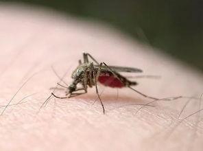 蚊子吃瓜尖图片,揭秘昆虫的独特饮食习惯