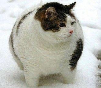 吃瓜群众大肥猫视频,大瓜来袭！揭秘吃瓜群众大肥猫的趣味视频幕后