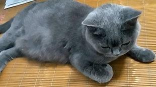 吃瓜群众大肥猫视频,大瓜来袭！揭秘吃瓜群众大肥猫的趣味视频幕后