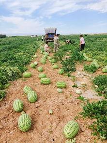 燕云吃瓜基地,揭秘网络热点的幕后故事