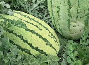 胡子瓜怎样晒干吃,传统晒干新食尚