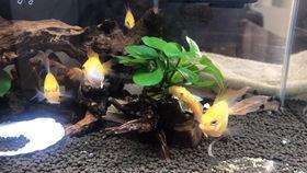 胡子瓜怎样晒干吃,传统晒干新食尚