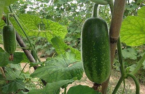 胡子瓜怎样晒干吃,传统晒干新食尚