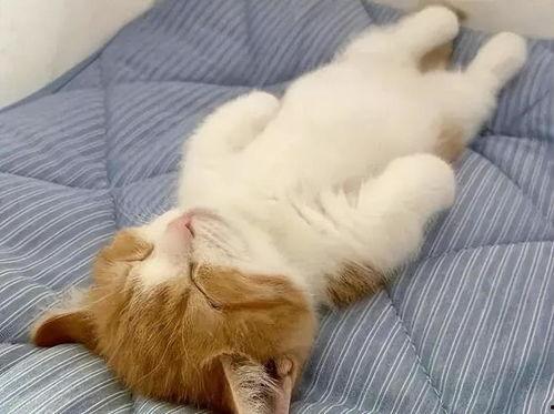 吃瓜吃芥末的猫图片可爱