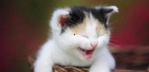 吃瓜吃芥末的猫图片可爱