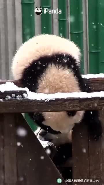 本熊吃瓜,揭秘娱乐圈那些不为人知的幕后故事