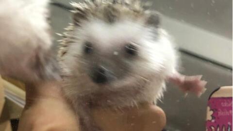 刺猬吃瓜群众,刺猬视角下的瓜田众生相