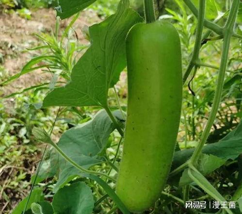 吃瓜拍照夜间,捕捉生活瞬间