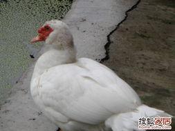 兔子吃不吃捧瓜,探究兔子是否喜爱捧瓜的奥秘