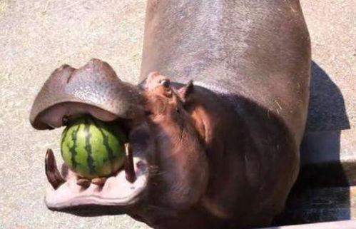 吃瓜的动物叫瓜什么,揭秘吃瓜动物的瓜名之谜