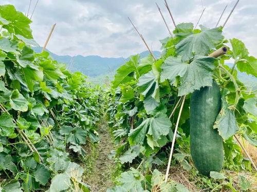 吃的最劲爆的瓜