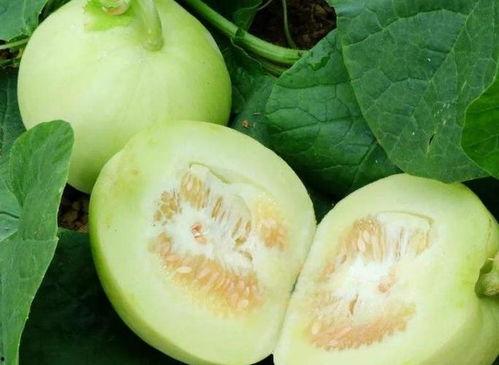 小白瓜减肥的人可以吃吗,适合减肥人群的健康选择