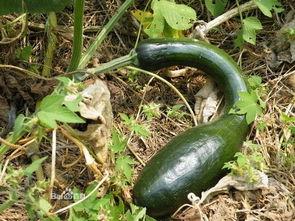 方瓜梗怎么吃,解锁家常美味新境界