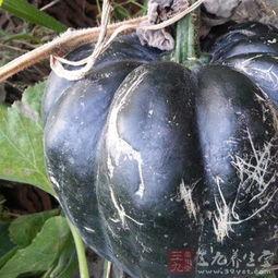 方瓜梗怎么吃,解锁家常美味新境界