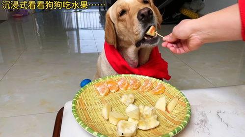 沉浸式是吃瓜,吃瓜群众的狂欢盛宴